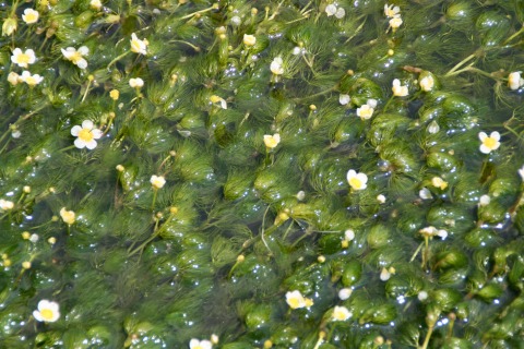 三島梅花藻