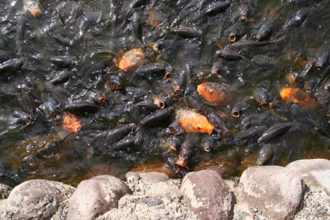 大瀬の神池の魚たち